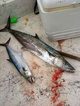 Spanish mackerel left, King mackerel right.